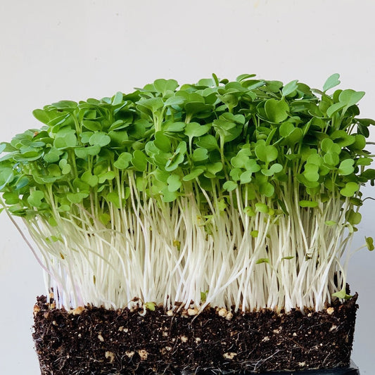 Arugula 114g • ميكروجرين الجرجير - plantnmore