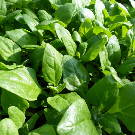 Newzealand Spinach Plant Small