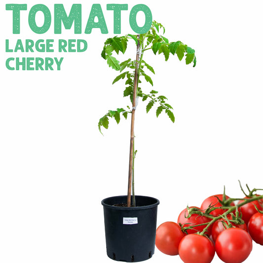 Tomato Large Red Cherry Plant Large