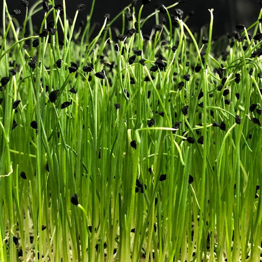 Leek Microgreens 1oz