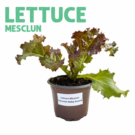 Lettuce Mesclun Plant