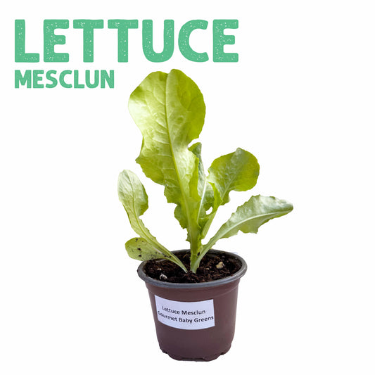 Lettuce Mesclun Plant