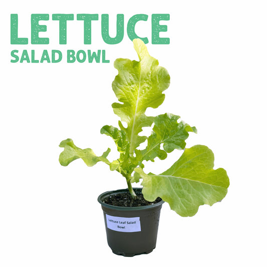 Lettuce Salad Bowl