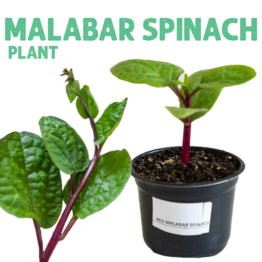 Malabar Spinach Plant Small