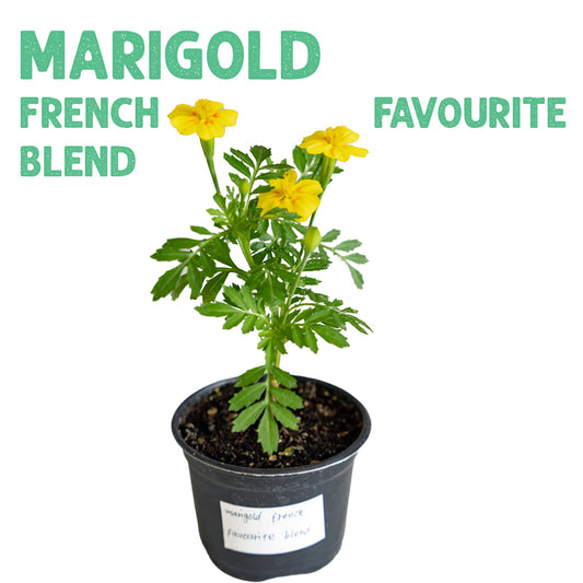 Marigold French Favorite Blend Plant