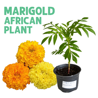 Marigold African Crackerjack Plant