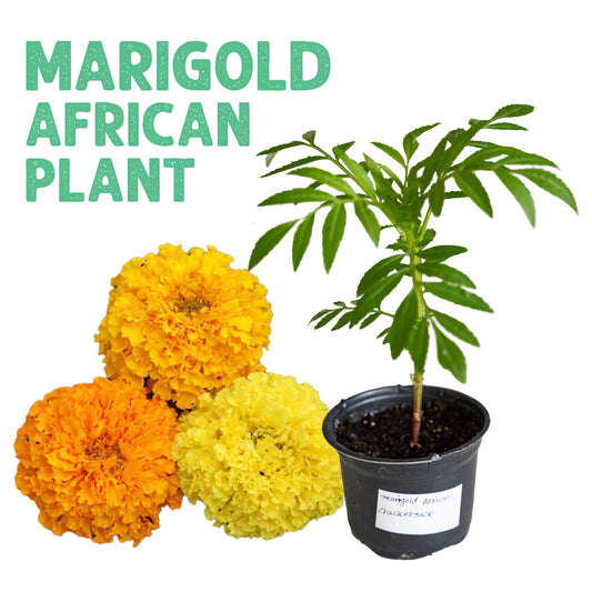 Marigold African Crackerjack Plant