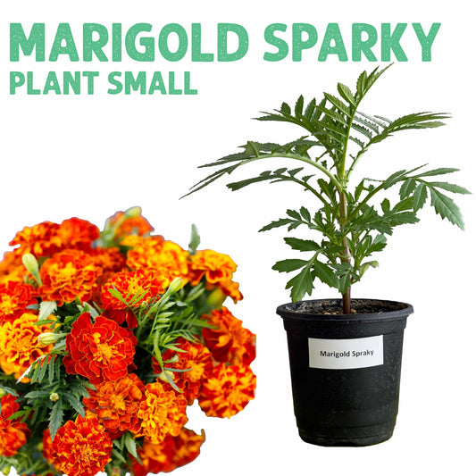 Marigold Sparky Flower Plant