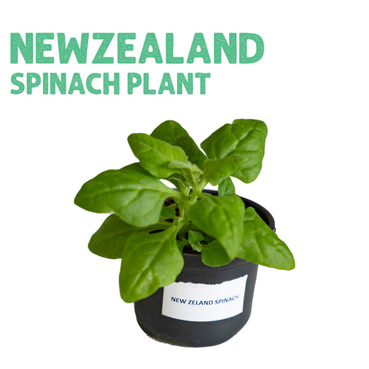 Newzealand Spinach Plant Small