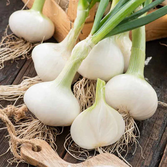 Onion Early White Grano