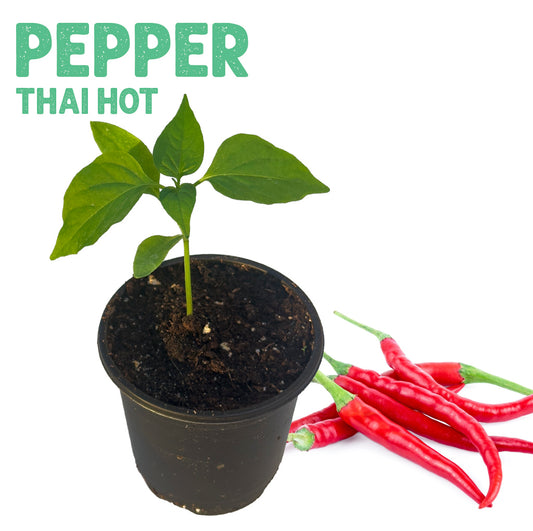 Pepper Thai Hot Plant