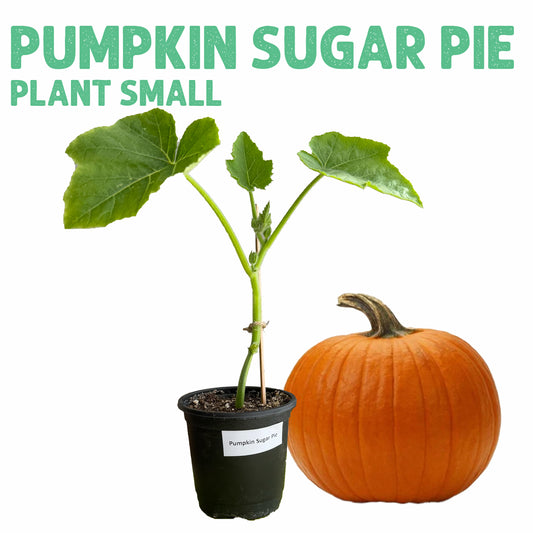 Pumpkin Sugar Pie Plant