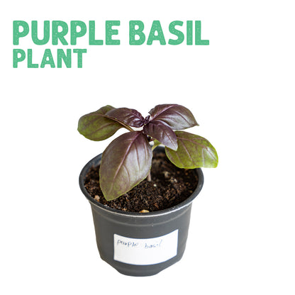 Purple Basil Plant