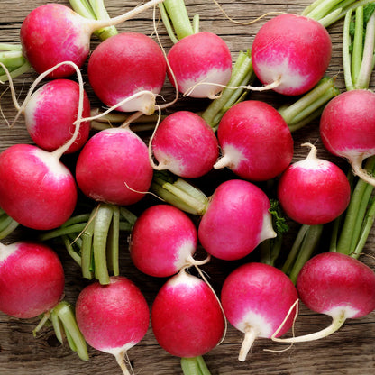 Radish Champion