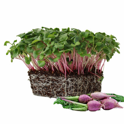 Radish Triton Purple Seeds 110g