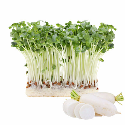 Radish White Stem Seeds 110g