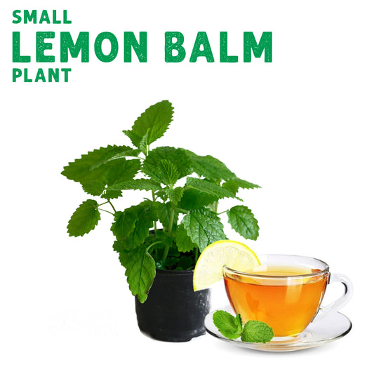 Lemon Balm Plant Small