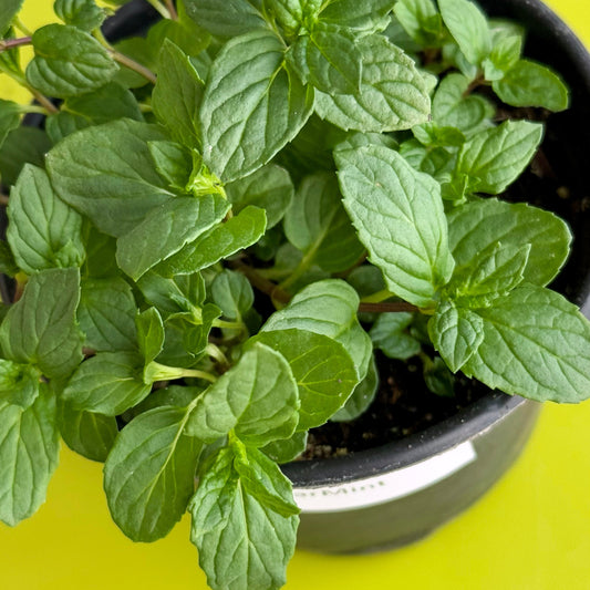 Spearmint Plant Small