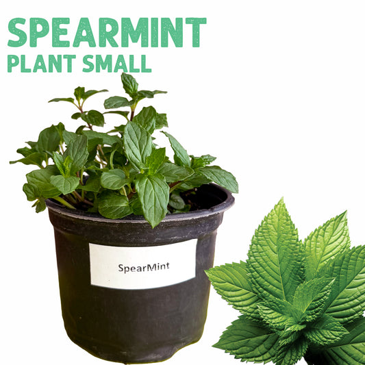 Spearmint Plant Small