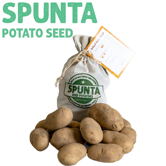 Spunta Potato