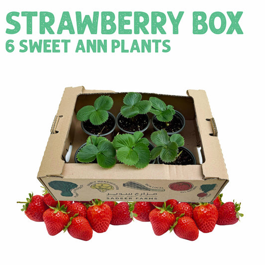 Strawberry Box 6 Plants