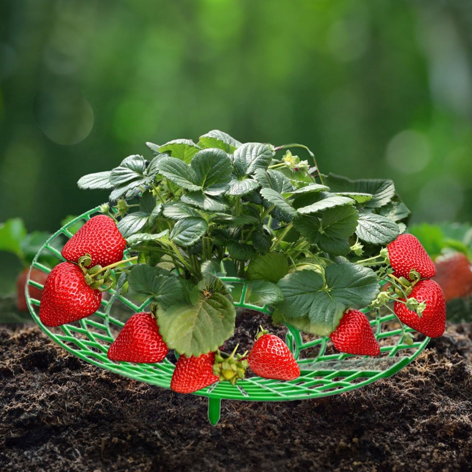 Strawberry Support Frame – plantnmore