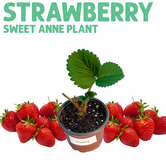 Strawberry Box 6 Plants