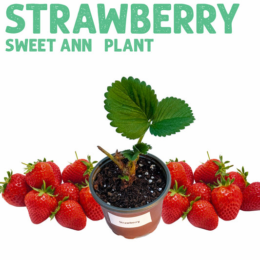 Sweet Ann Strawberry Plant