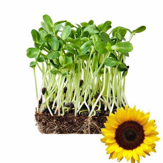 Sunflower Black Oil Seeds 110g