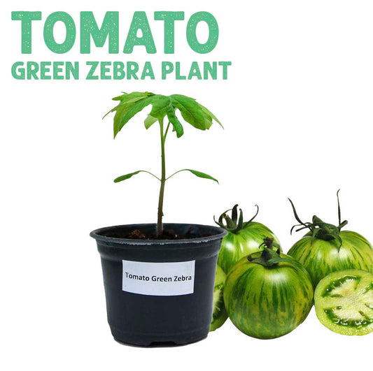 Tomato Green Zebra Plant