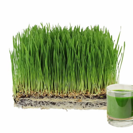 Wheat Grass Hard Red Winter 220g