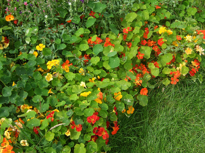 Nasturtium  Jewel Mix  • نبات ابو خنجر - plantnmore