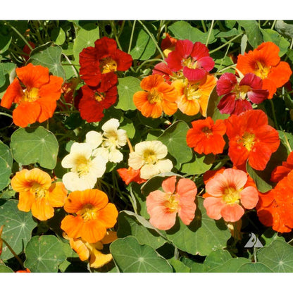 Nasturtium  Jewel Mix  • نبات ابو خنجر - plantnmore