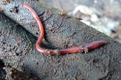 Live Earthworms ● دودة ارض حية - plantnmore