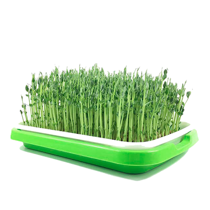 Sprouting Tray • صينية الإستنبات و الميكروجرين - plantnmore