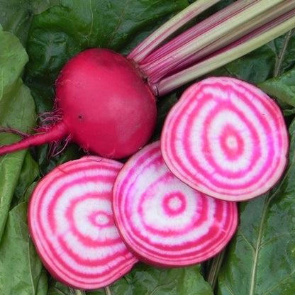 Beet Chioggia • شمندر مخطط - plantnmore