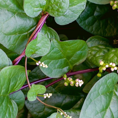 Red Malabar Spinach • سبانخ مالابار أحمر - plantnmore