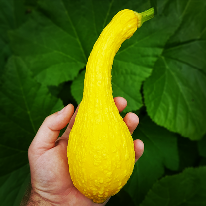 Squash Summer Crookneck • كوسى ذات الرقبة المائلة - plantnmore