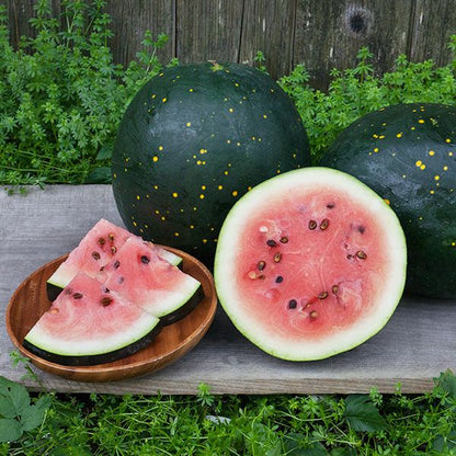 Watermelon Moon and Stars  • بطيخ القمر و النجوم - plantnmore