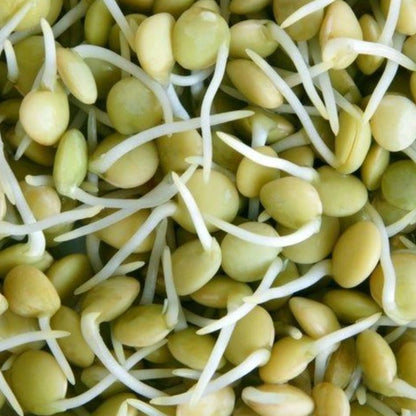 Green Lentils 114g • العدس الاخضر العضوي - plantnmore