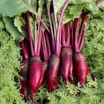 Beetroot Cylindra • شمندر اسطواني طويل - plantnmore