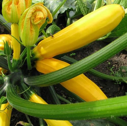 Zucchini Golden Glory • كوسى صفراء - plantnmore