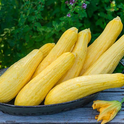 Zucchini Early Prolific Straightneck • كوسى صفراء سريعة - plantnmore