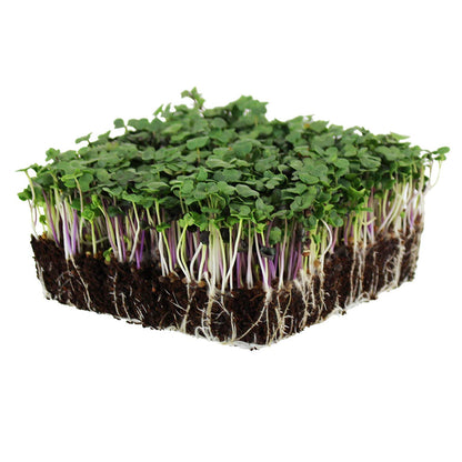 Arugula 114g • ميكروجرين الجرجير - plantnmore