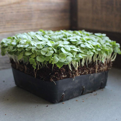 Basil Genovese Microgreen • ريحان ميكروجرين - plantnmore