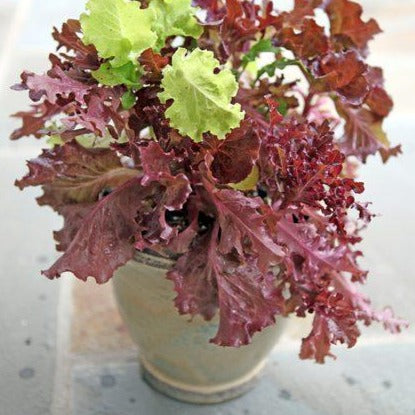 Lettuce Red Sails •  خس احمر مجعد سريع - plantnmore