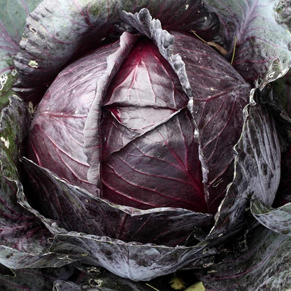 Cabbage Red Acre