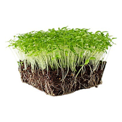 Parsley Microgreens • ميكروجرين بقدونس - plantnmore