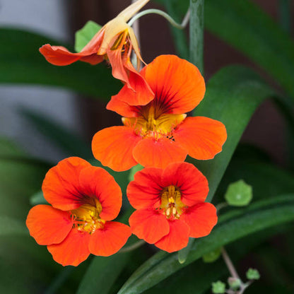 Nasturtium  Jewel Mix  • نبات ابو خنجر - plantnmore