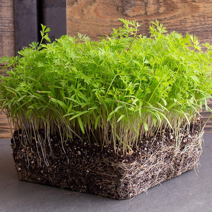 Dill Microgreens • ميكروجرين شبنت - plantnmore